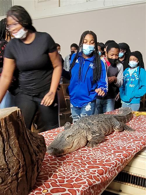 Alligator  